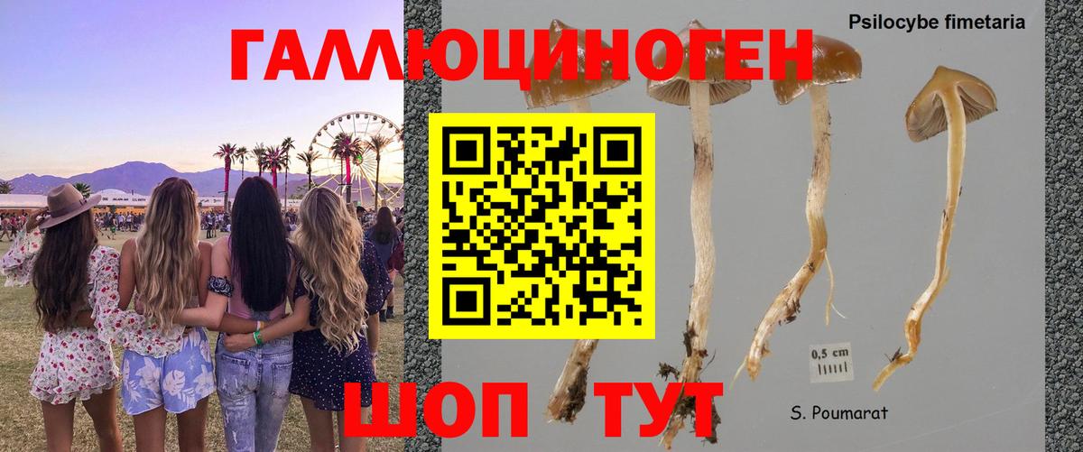 Шуя  Псилоцибиновые грибы ЛСД  Галлюциногенные грибы Psilocybe  Вход с VPN 